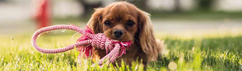 Pet sitters, dog walkers in the Lehigh Valley, PA area